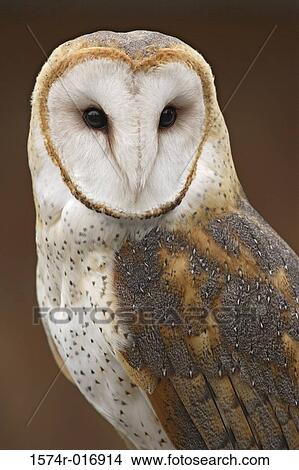 Picture - Barn Owl. Fotosearch