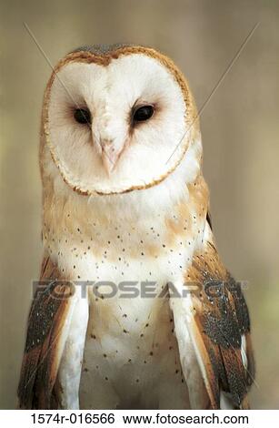 Stock Photograph - Barn Owl. Fotosearch