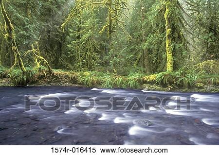 Barnes Creek Olympic National Park Washington USA View Large Photo Image Stock Photography - Barnes Creek Olympic National Park Washington USA. Fotosearch