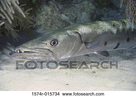 Barracuda View Large Photo Image Picture - Barracuda. Fotosearch