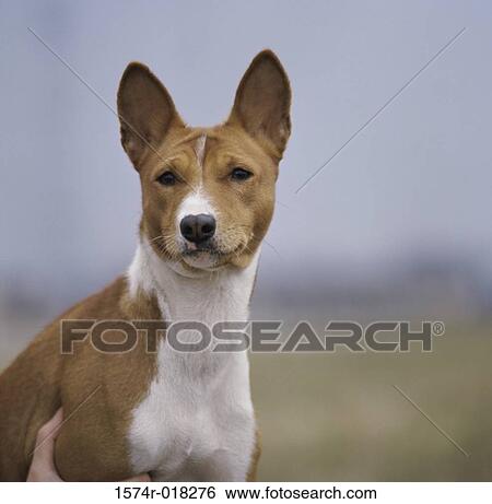 Basenji View Large Photo Image Stock Photograph - Basenji. Fotosearch