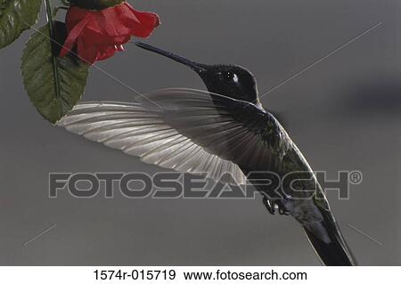 Black-chinned Hummingbird View Large Photo Image Stock Photo - Black-chinned Hummingbird. Fotosearch