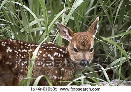 Blacktail Deer View Large Photo Image Stock Photography - Blacktail Deer. Fotosearch