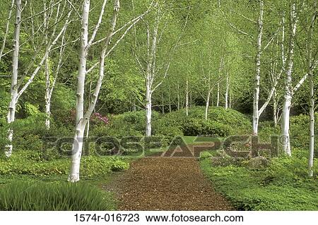 Bloedel Reserve Washington USA View Large Photo Image Stock Image - Bloedel Reserve Washington USA. Fotosearch