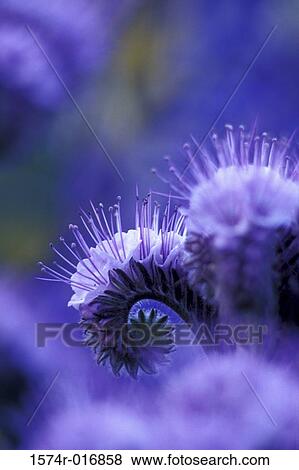 Blue Curls View Large Photo Image Stock Photo - Blue Curls. Fotosearch