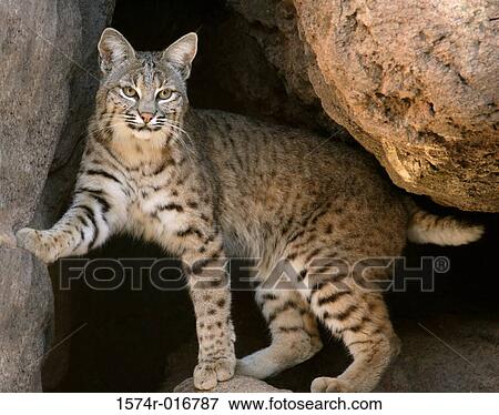Stock Photo - Bobcat. Fotosearch