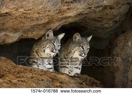 Stock Photo - Bobcats. Fotosearch