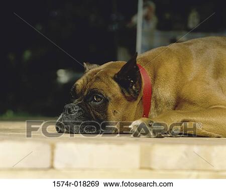 Boxer View Large Photo Image Stock Photo - Boxer. Fotosearch