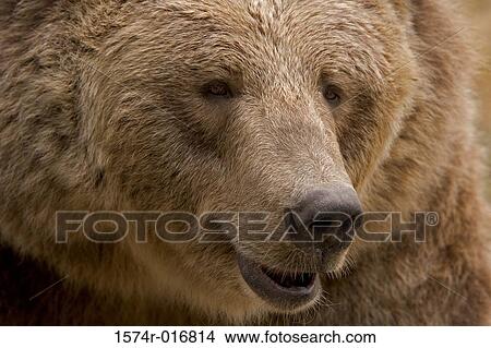Picture - Brown Bear. Fotosearch