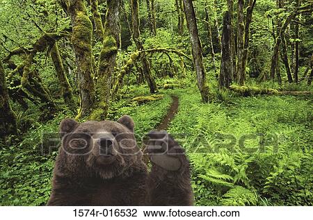 Stock Image - Brown Bear. Fotosearch