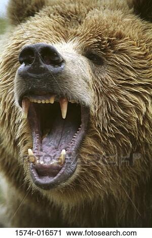 Stock Image - Brown Bear. Fotosearch