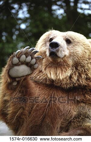 Stock Image - Brown Bear. Fotosearch