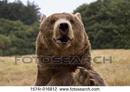 Stock Image - Brown Bear. Fotosearch