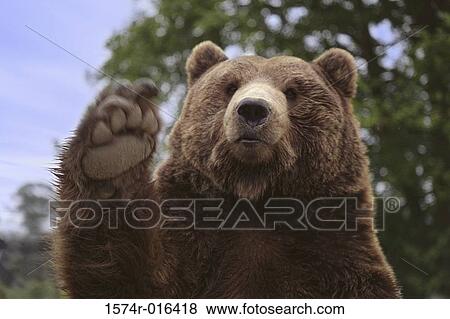 Brown Bear View Large Photo Image Stock Photo - Brown Bear. Fotosearch