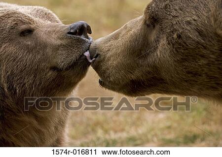 Stock Image - Brown Bears. Fotosearch