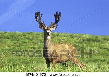 Buck Deer View Large Photo Image Stock Image - Buck Deer. Fotosearch