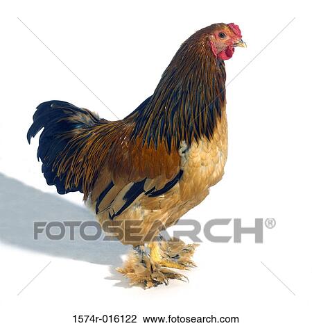 Buff Brahma View Large Photo Image Stock Image - Buff Brahma. Fotosearch