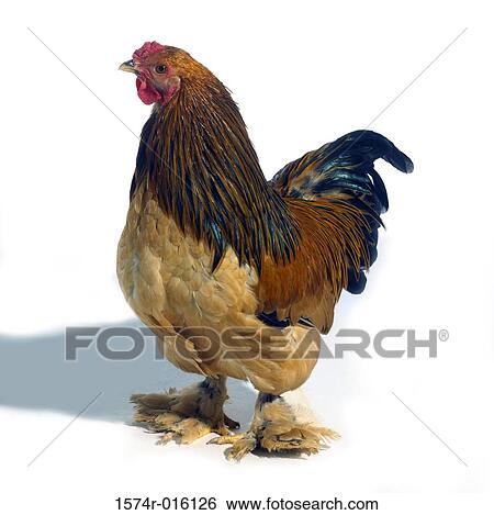 Stock Photograph - Buff Brahma. Fotosearch