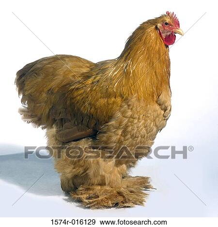 Buff Cochin View Large Photo Image Stock Photo - Buff Cochin. Fotosearch