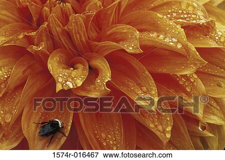 Bumblebee Dahlia View Large Photo Image Stock Photo - Bumblebee Dahlia. Fotosearch