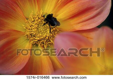 Bumblebee Dahlia View Large Photo Image Stock Photograph - Bumblebee Dahlia. Fotosearch