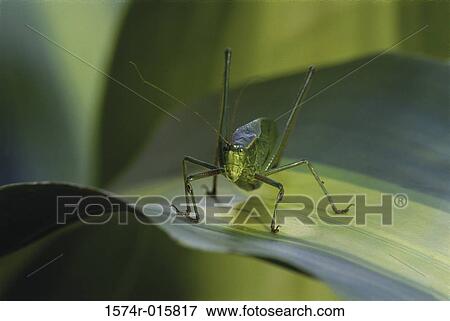 Stock Photo - Bush Katydid. Fotosearch