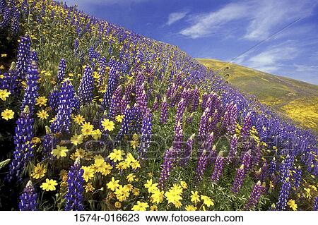 California USA View Large Photo Image Stock Image - California USA. Fotosearch