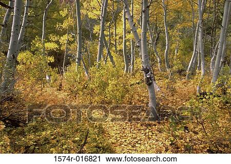 California USA View Large Photo Image Stock Image - California USA. Fotosearch