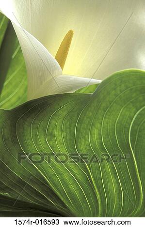 Calla Lily View Large Photo Image Stock Image - Calla Lily. Fotosearch