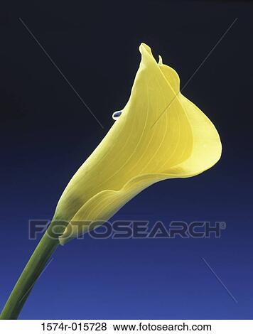 Calla lily View Large Photo Image Stock Photo - Calla lily. Fotosearch