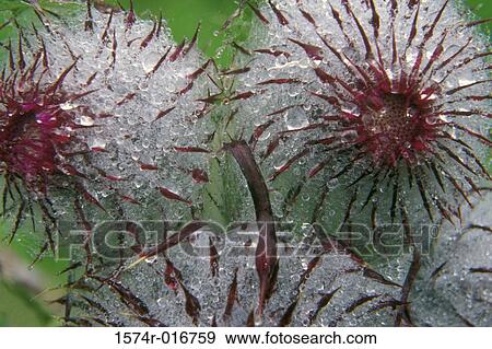 Canadian Thistles View Large Photo Image Stock Photo - Canadian Thistles. Fotosearch