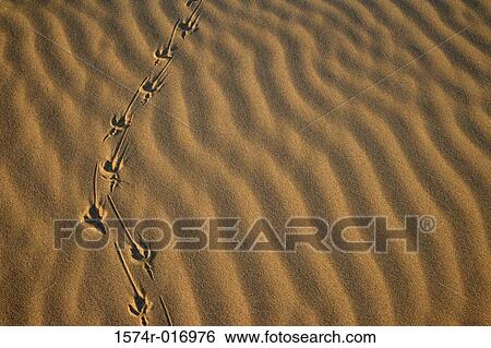 Cannon Beach Oregon USA View Large Photo Image Stock Photograph - Cannon Beach Oregon USA. Fotosearch