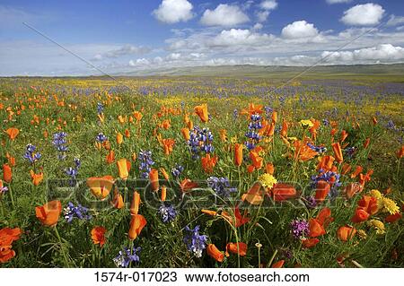 Carrizo Plain National Monument California USA View Large Photo Image Stock Image - Carrizo Plain National Monument California USA. Fotosearch