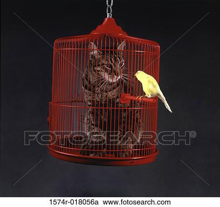 Stock Image - Cat in a cage with a canary perched outside. Fotosearch