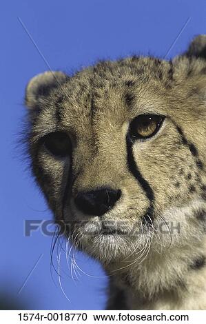 Cheetah View Large Photo Image Stock Image - Cheetah. Fotosearch