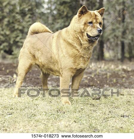 Chow Chow View Large Photo Image Stock Image - Chow Chow. Fotosearch