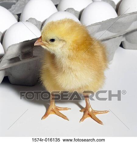 Close-up of a baby chicken in front of an egg carton View Large Photo Image Stock Photography - Close-up of a baby chicken in front of an egg carton. Fotosearch
