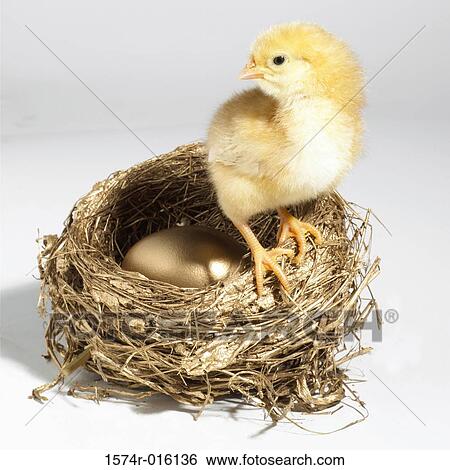 Close-up of a baby chicken perched on a nest View Large Photo Image Stock Photograph - Close-up of a baby chicken perched on a nest. Fotosearch