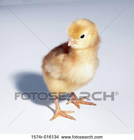 Close-up of a baby chicken View Large Photo Image Picture - Close-up of a baby chicken. Fotosearch