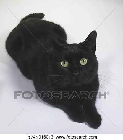 Stock Image - Close-up of a Black cat lying down. Fotosearch