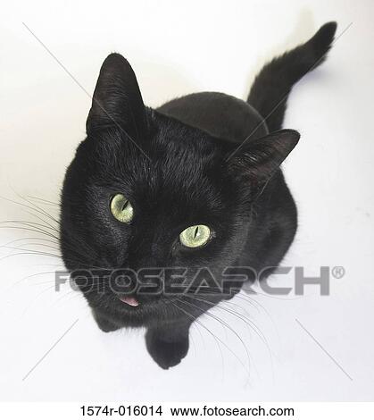 Picture - Close-up of a Black cat sitting. Fotosearch