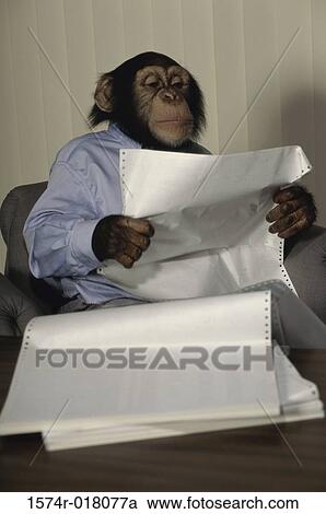 Close-up of a chimpanzee reading a document View Large Photo Image Stock Image - Close-up of a chimpanzee reading a document. Fotosearch