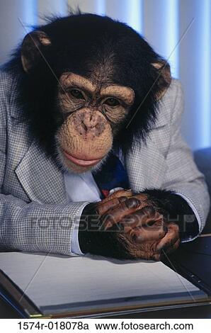 Stock Image - Close-up of a chimpanzee reading a document. Fotosearch