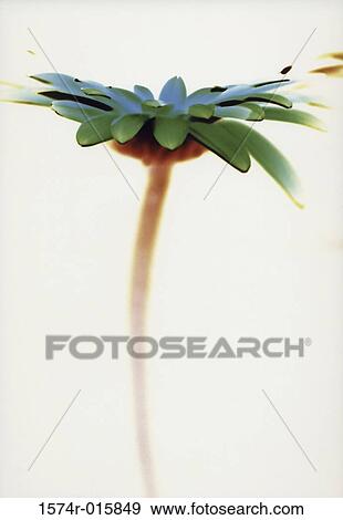 Close-up of a daisy View Large Photo Image Stock Photo - Close-up of a daisy. Fotosearch
