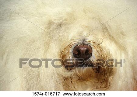 Stock Photo - Close-up of a dog's mouth. Fotosearch
