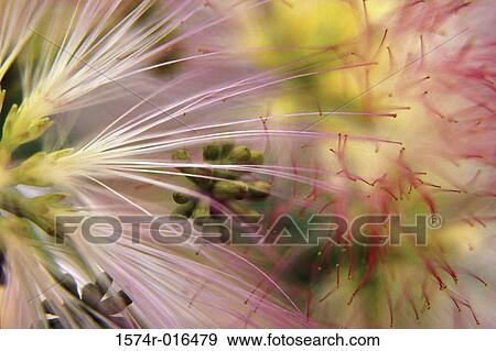 Close-up of a flower View Large Photo Image Stock Photo - Close-up of a flower. Fotosearch