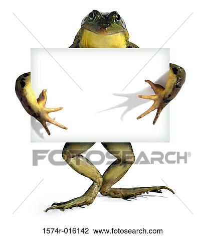 Stock Image - Close-up of a frog holding a placard. Fotosearch