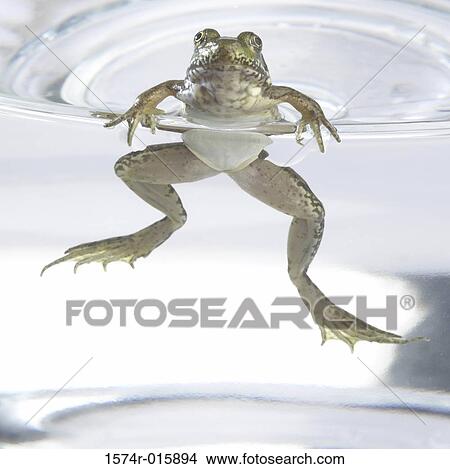 Picture - Close-up of a frog swimming in a water tank. Fotosearch