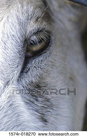 Close-up of a horse's eye View Large Photo Image Stock Image - Close-up of a horse's eye. Fotosearch