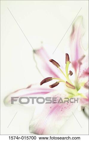 Close-up of a lily flower View Large Photo Image Stock Image - Close-up of a lily flower. Fotosearch